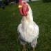 rooster_lt_v_0274_cub1206.jpg